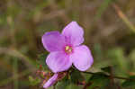 Fringed meadowbeauty